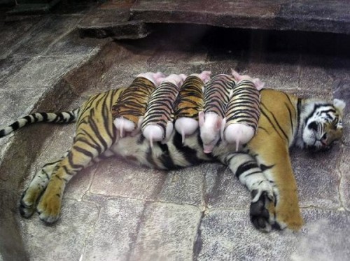 tiger-and-piglets1.jpg