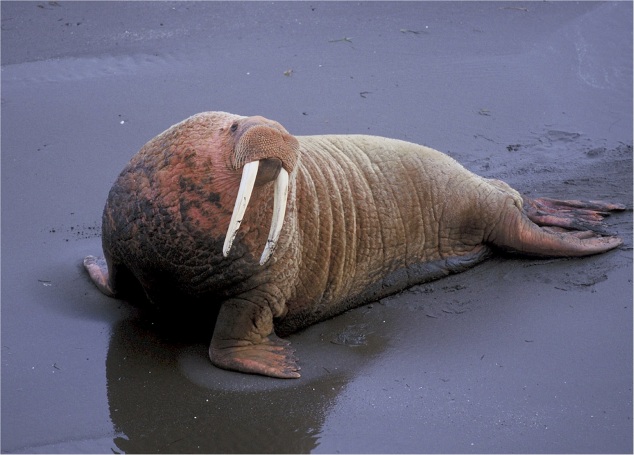 stockvault-walrus-on-the-shore200931